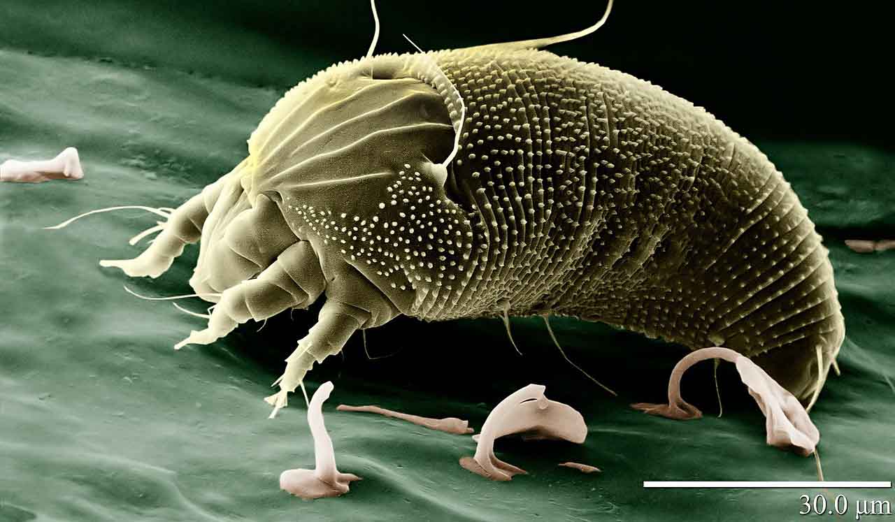 roztocza w pościeli