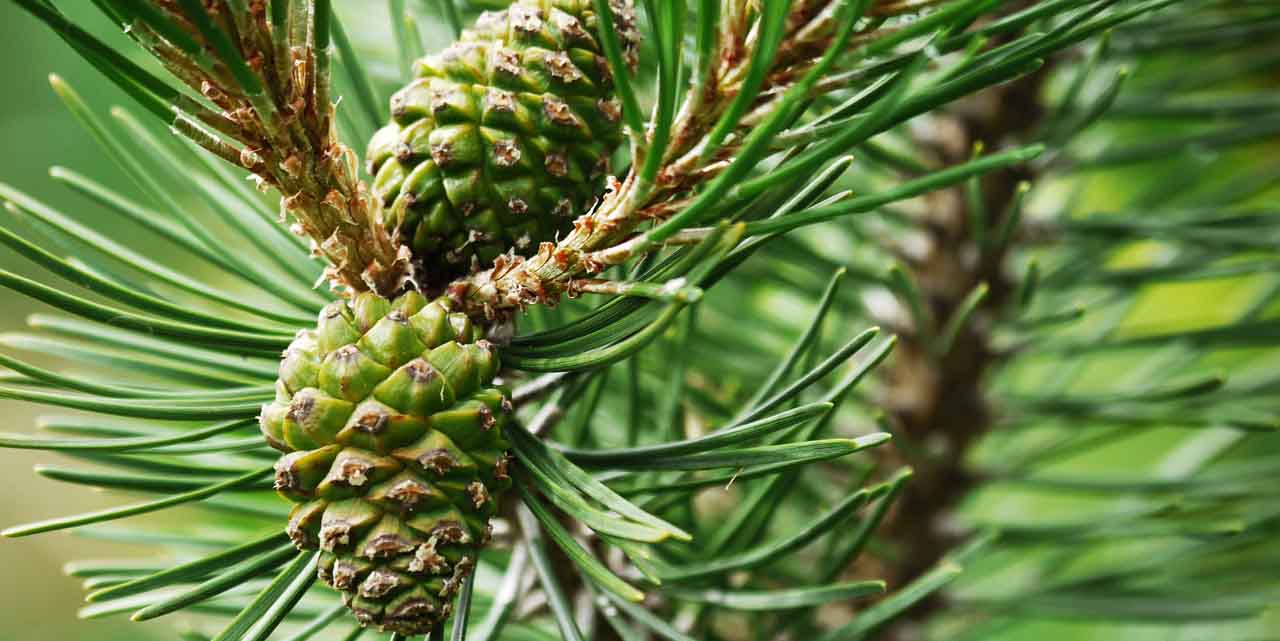 alergia na pyłki drzew