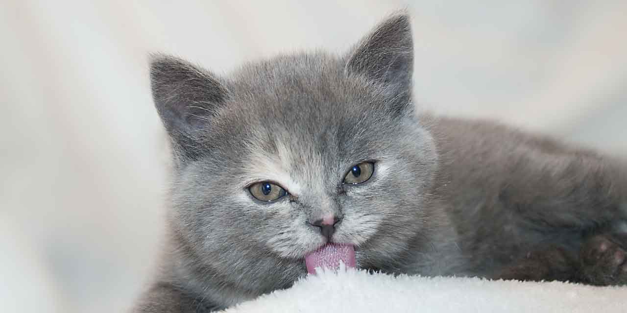 alergia na zwierzęta