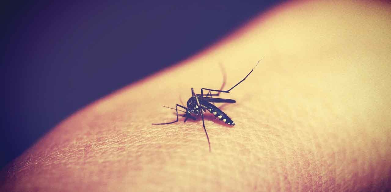 malaria