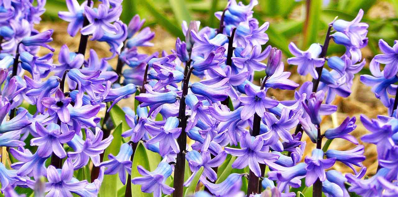 rośliny uczulające