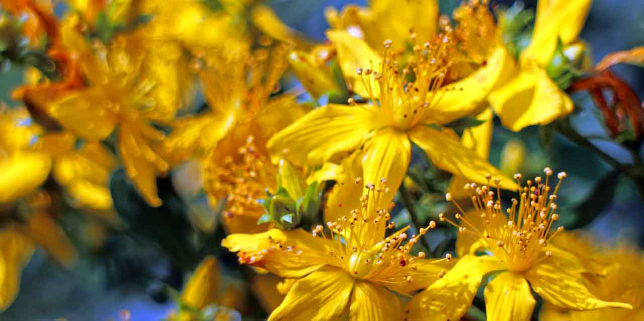 zioła fotouczulające