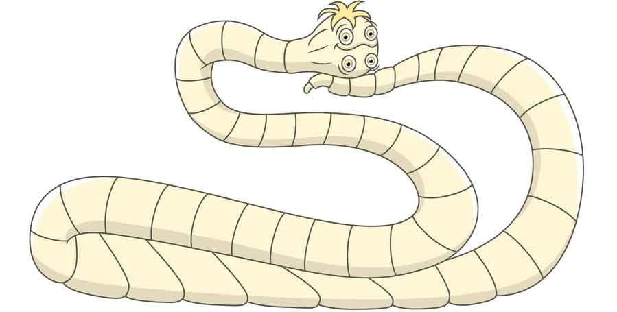 bruzdogłowiec szeroki