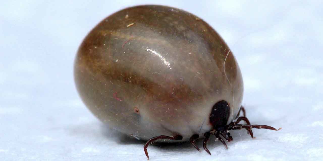 choroby odkleszczowe