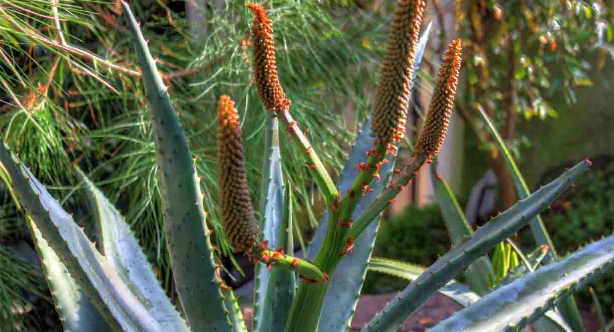 aloes uzbrojony