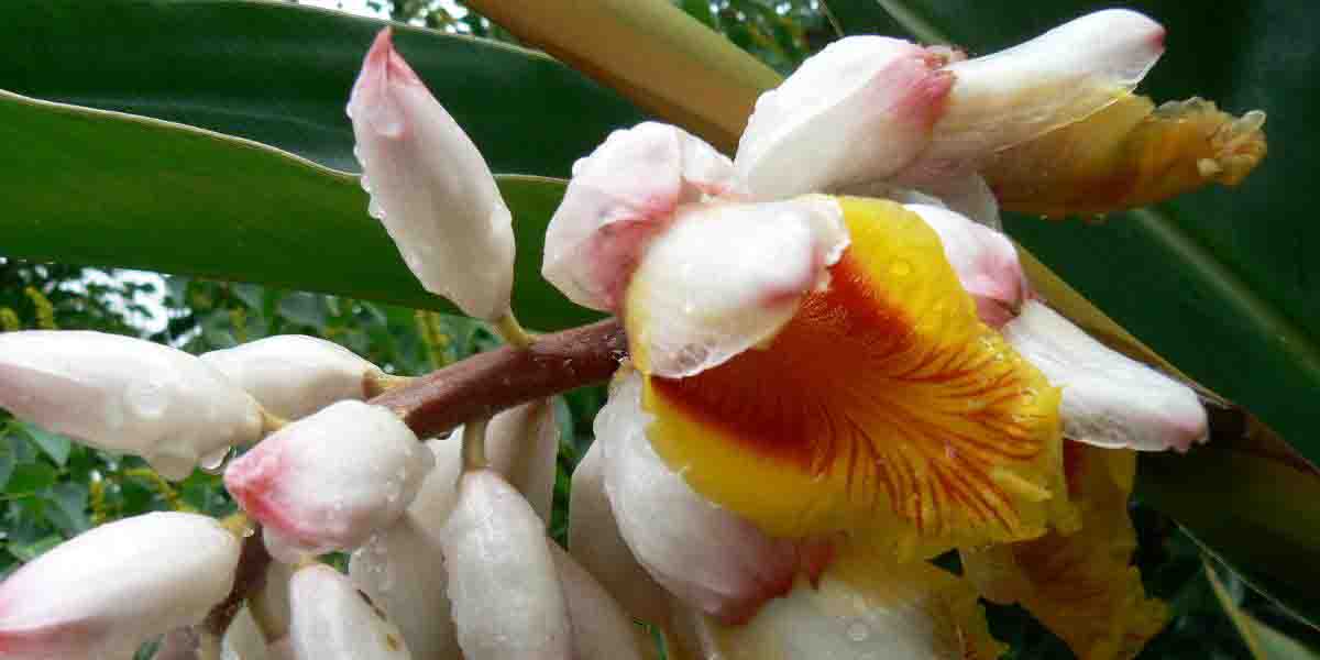 Alpinia lekarska