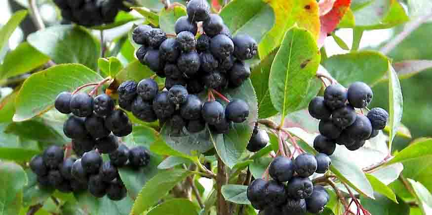 Aronia czarnoowocowa