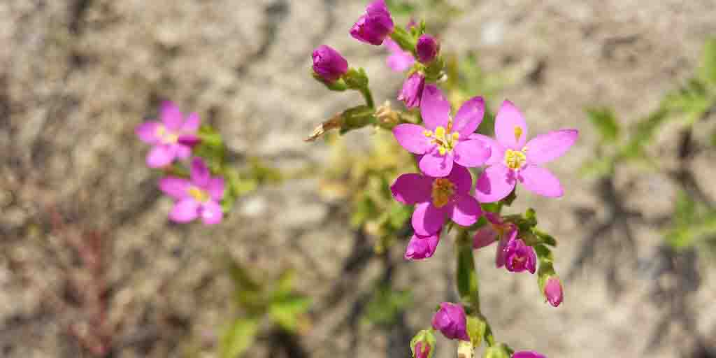 Centuria nadbrzeżna