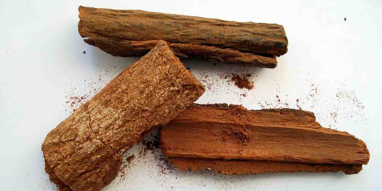 Chinowiec soczystoczerwony