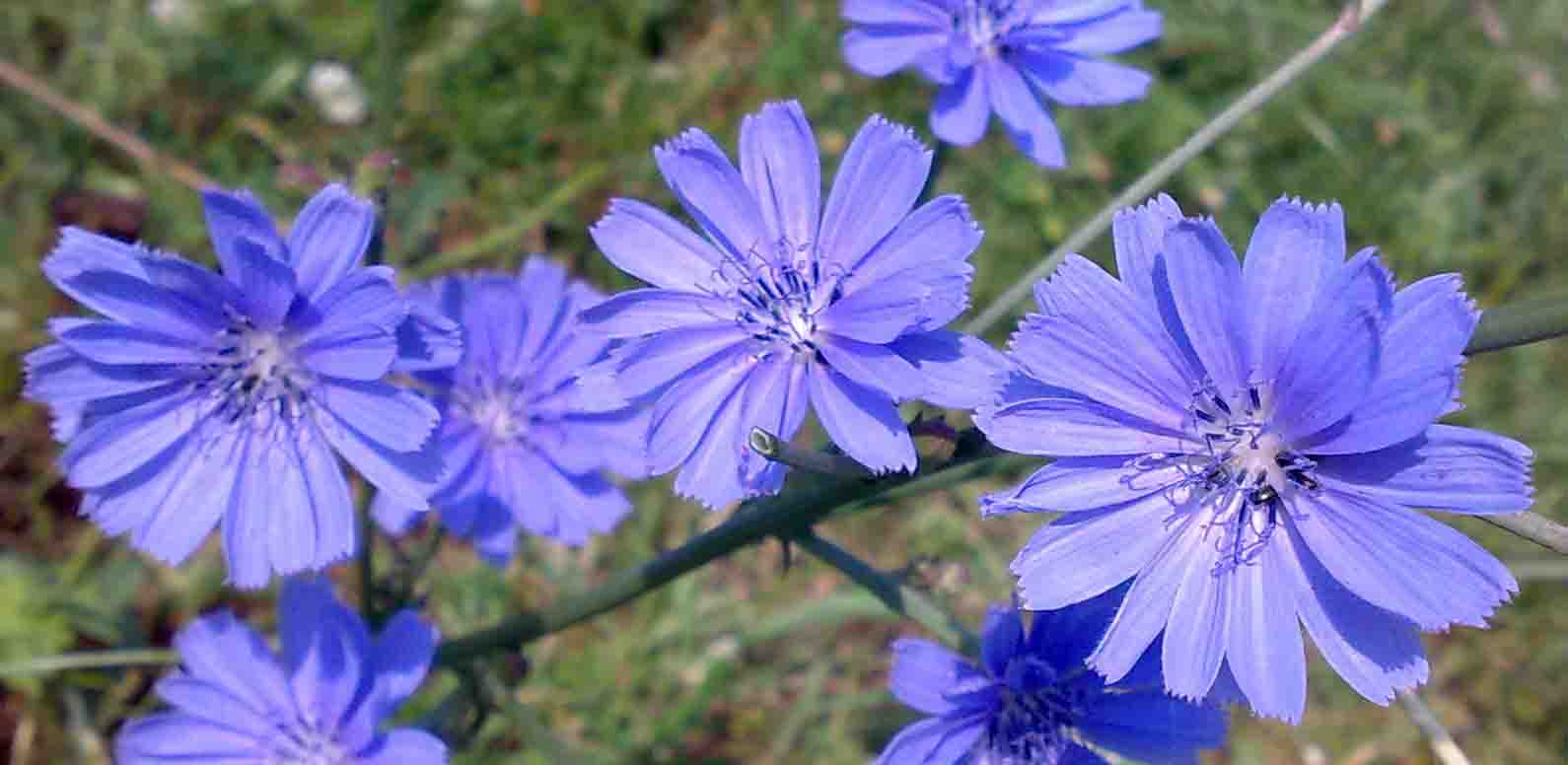 Cykoria podróżnik