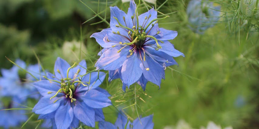 Czarnuszka damasceńska