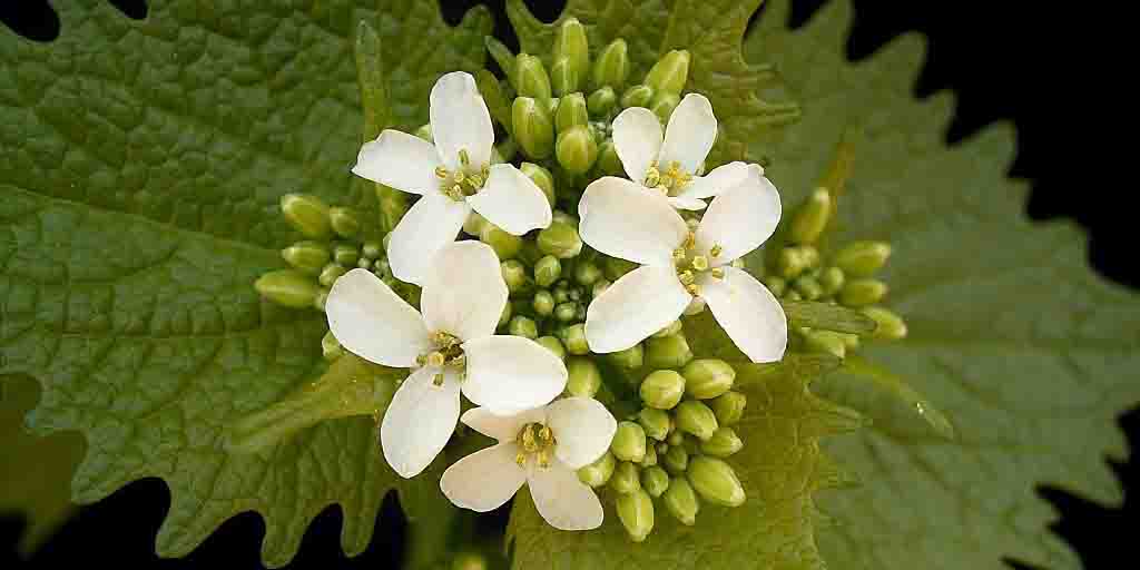 Czosnaczek zwyczajny