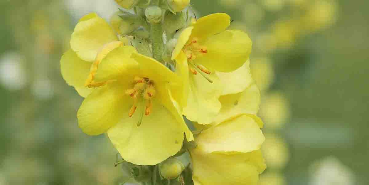 Dziewanna kutnerowata