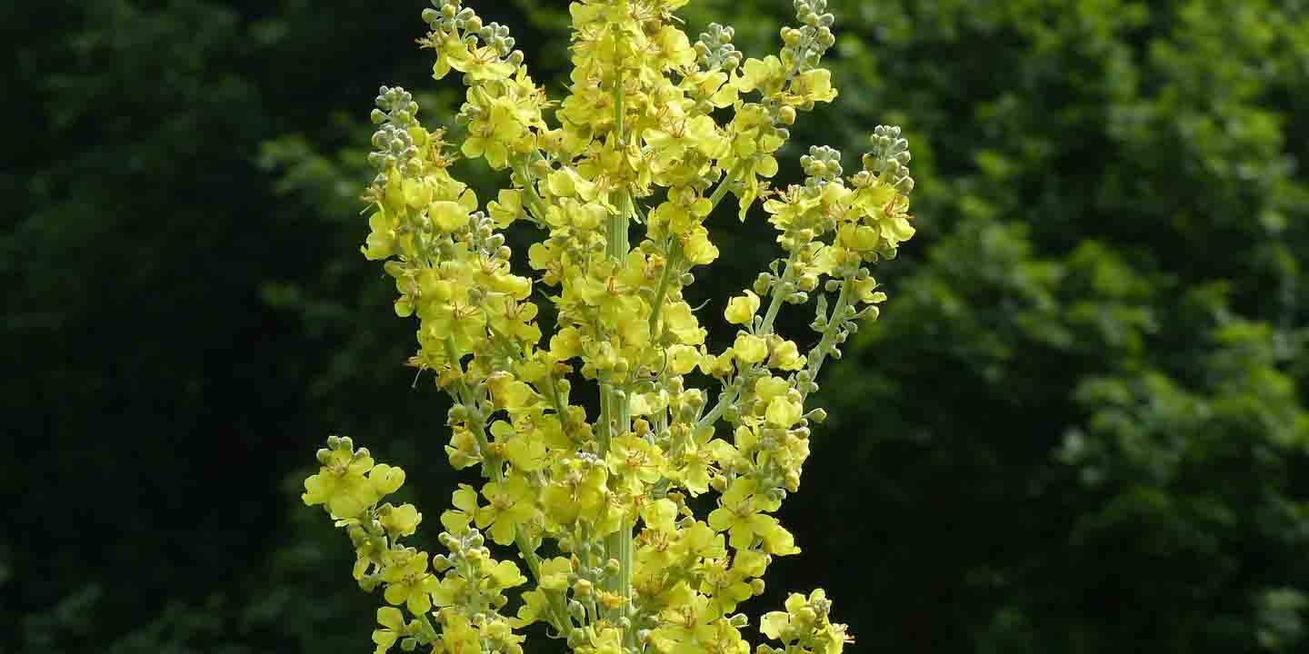 Dziewanna wielkokwiatowa