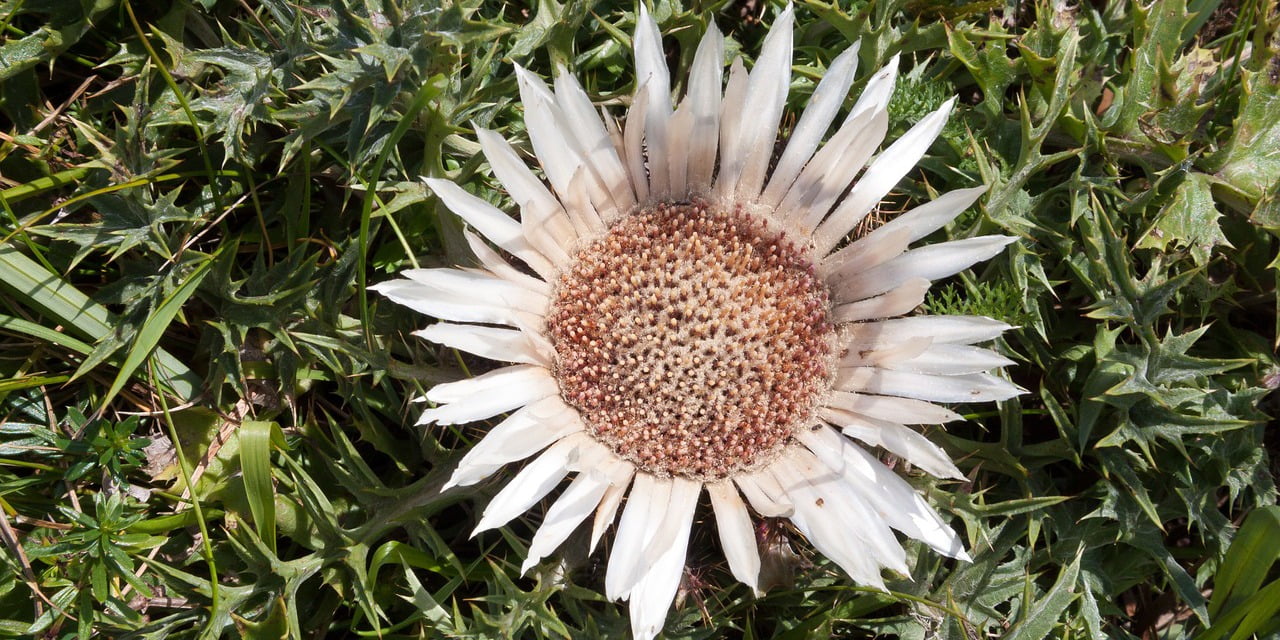 Dziewięćsił bezłodygowy