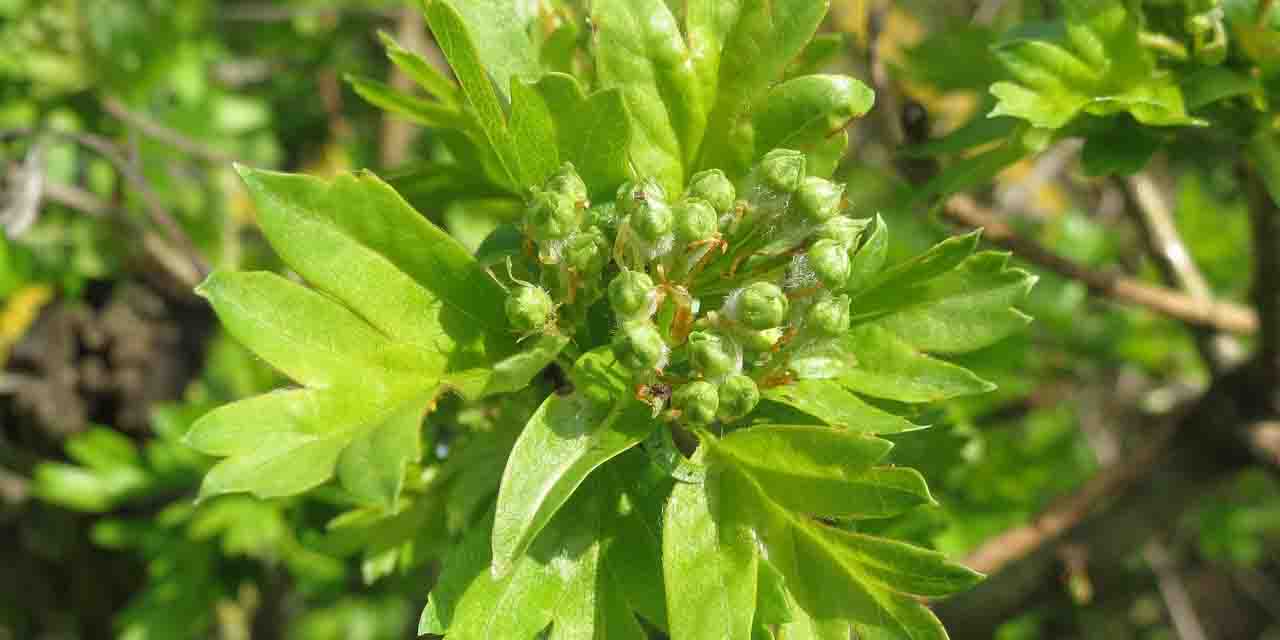 Głóg jednoszyjkowy