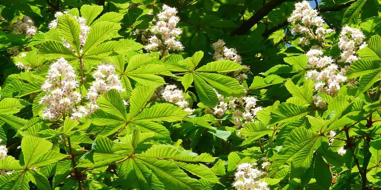 Kasztanowiec zwyczajny