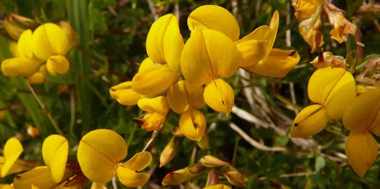 Kozieradka pospolita