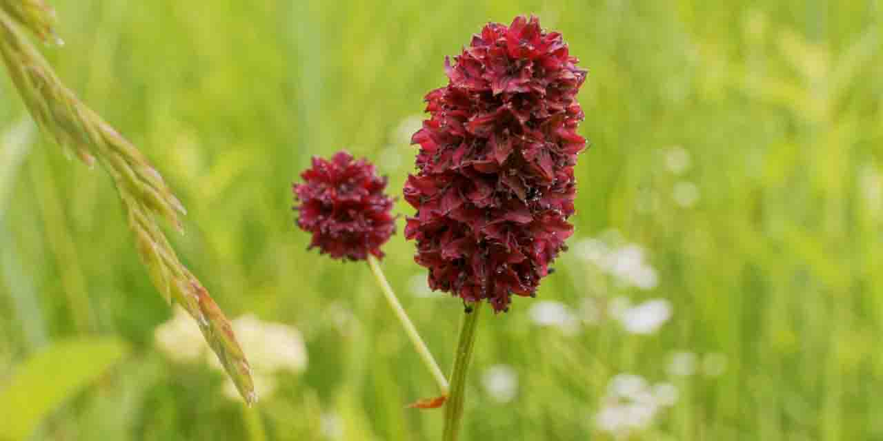 Krwiściąg lekarski