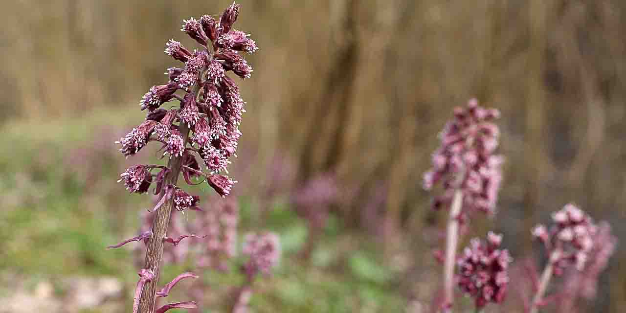 Lepiężnik różowy