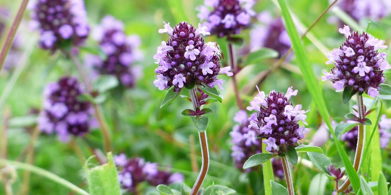 Macierzanka piaskowa
