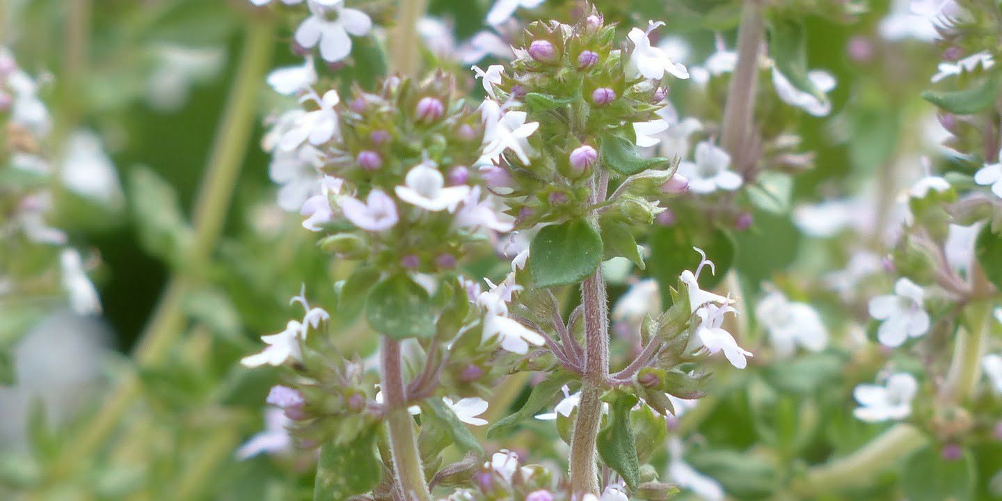 Macierzanka tymianek