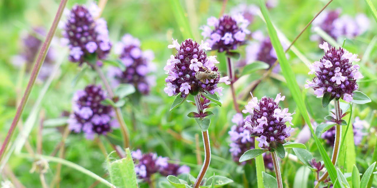 Macierzanka zwyczajna