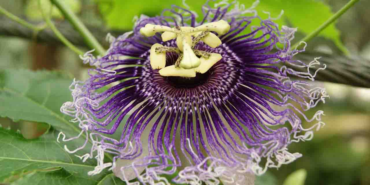 Męczennica cielista