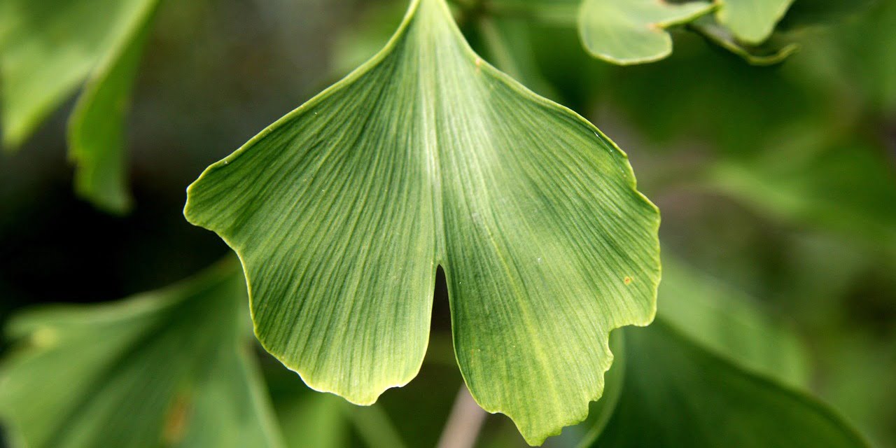 Miłorząb dwuklapowy