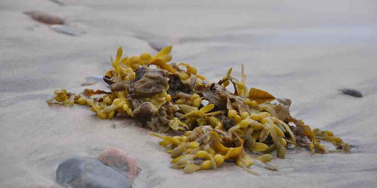 Morszczyn pęcherzykowaty