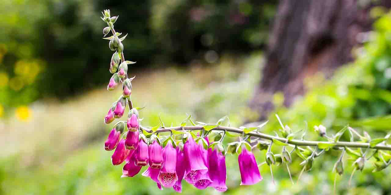 Naparstnica purpurowa