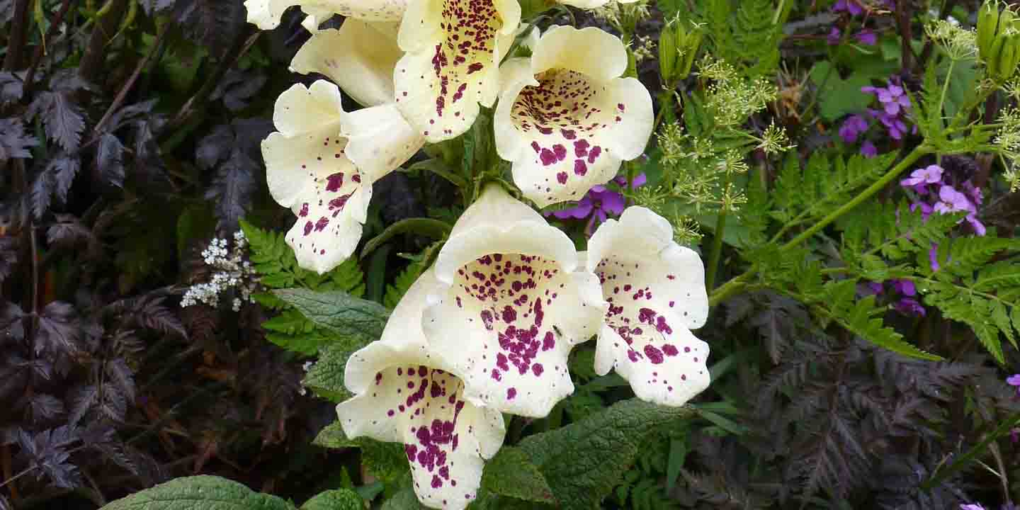 Naparstnica wełnista