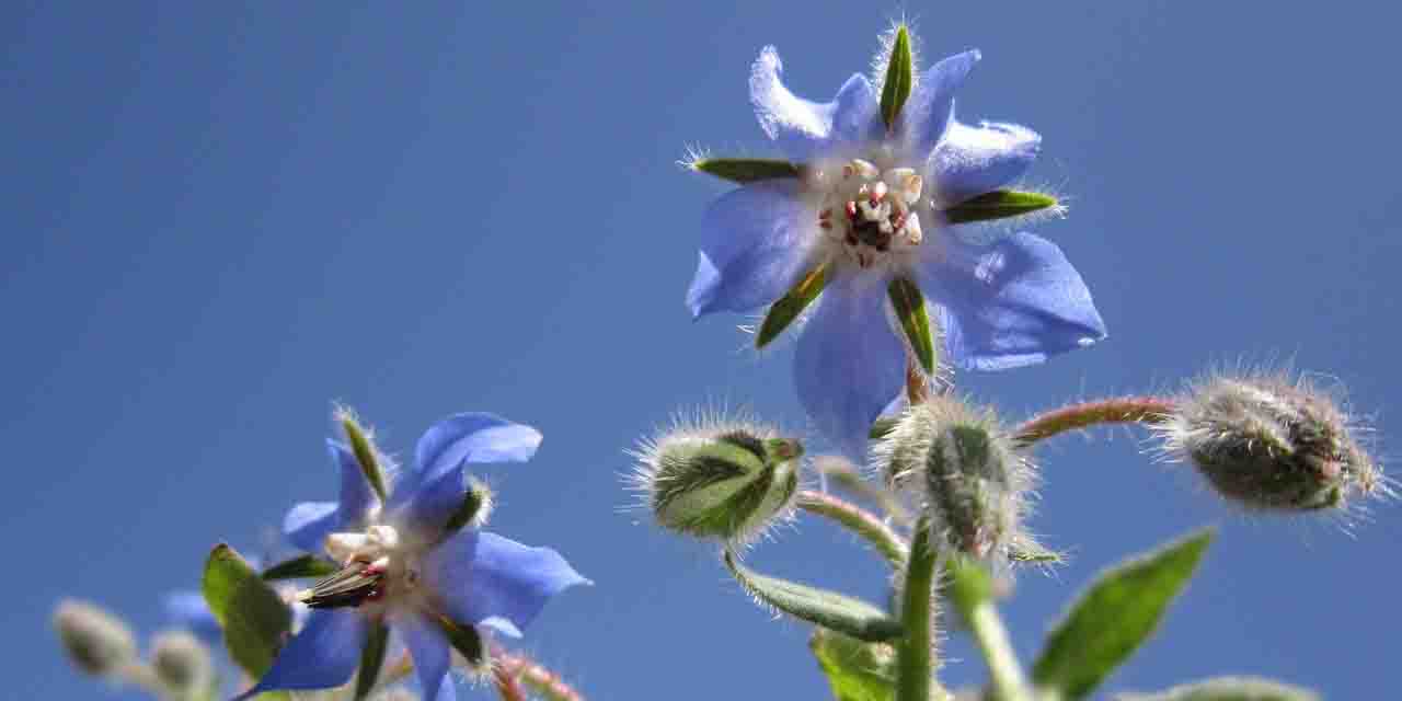 Ogórecznik lekarski