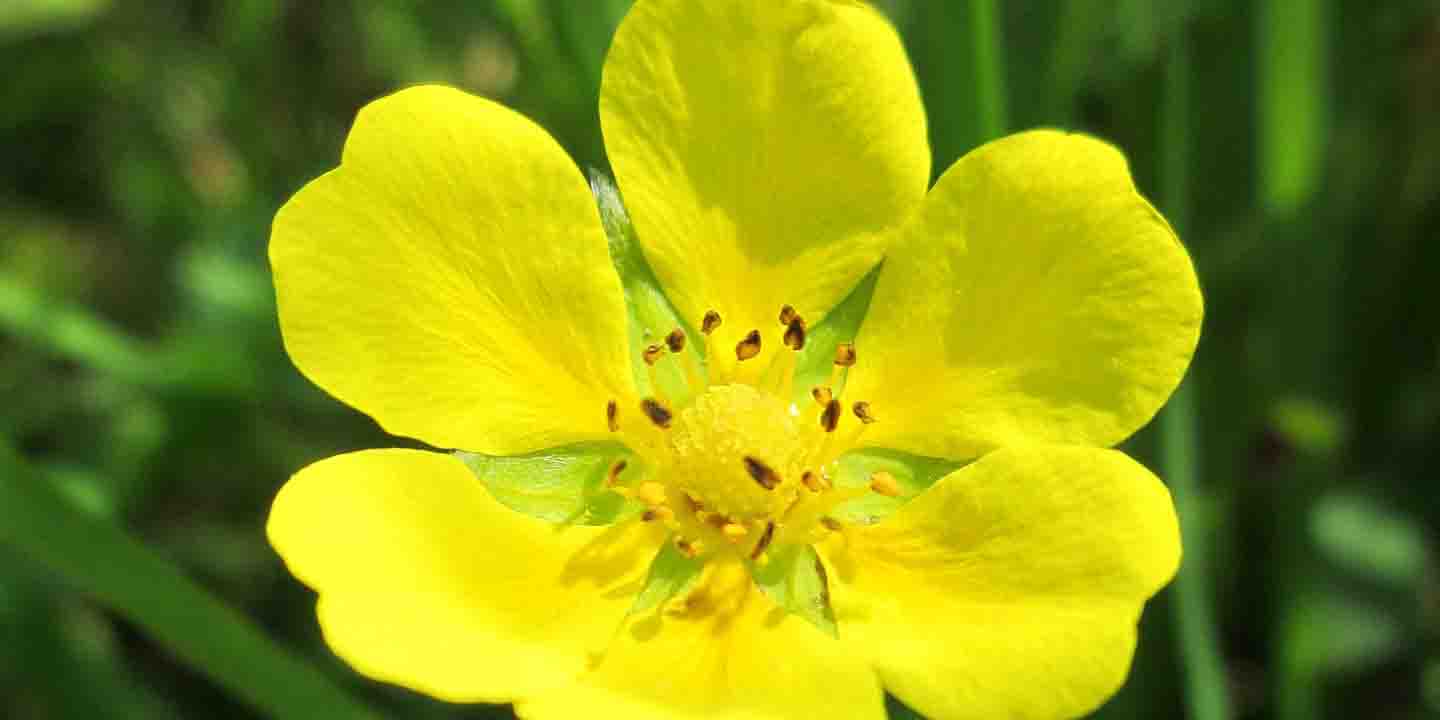 Pięciornik kurze ziele