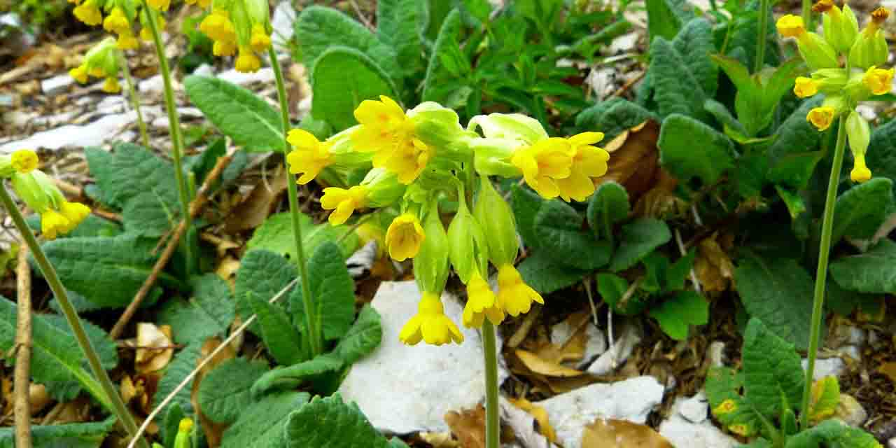 Pierwiosnek lekarski