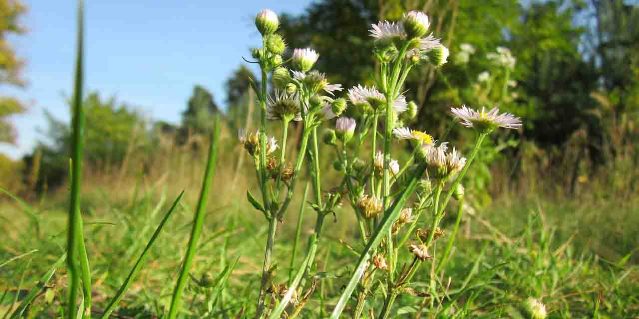 Przymiotno kanadyjskie