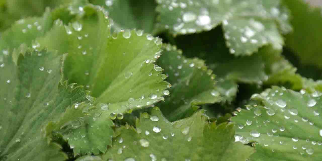 Przywrotnik pospolity