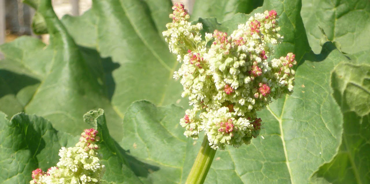 Rabarbar ogrodowy