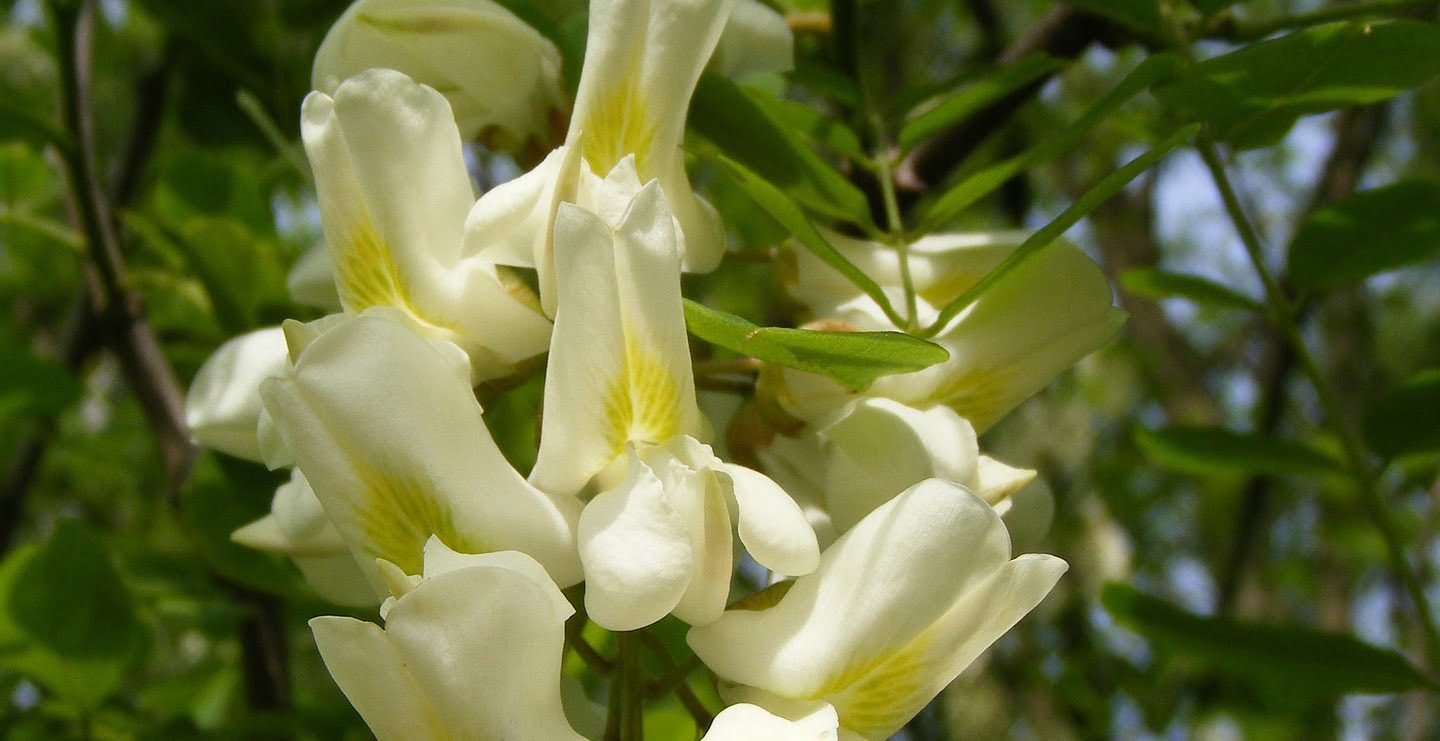 Robinia akacjowa