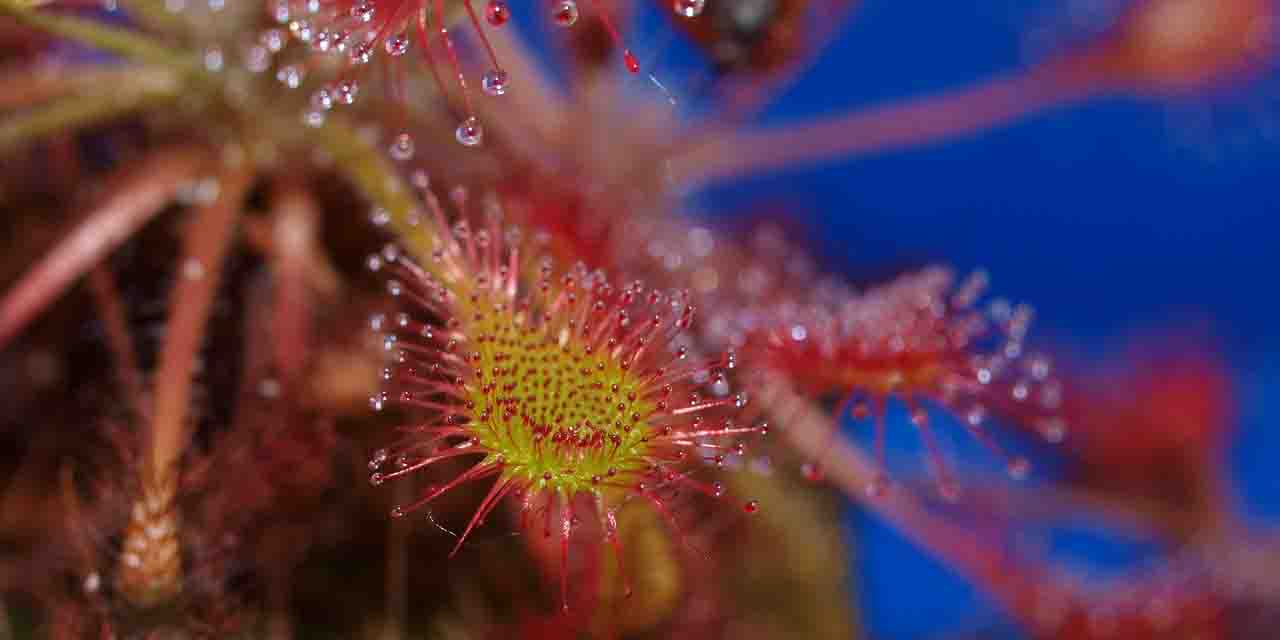 Rosiczka okrągłolistna