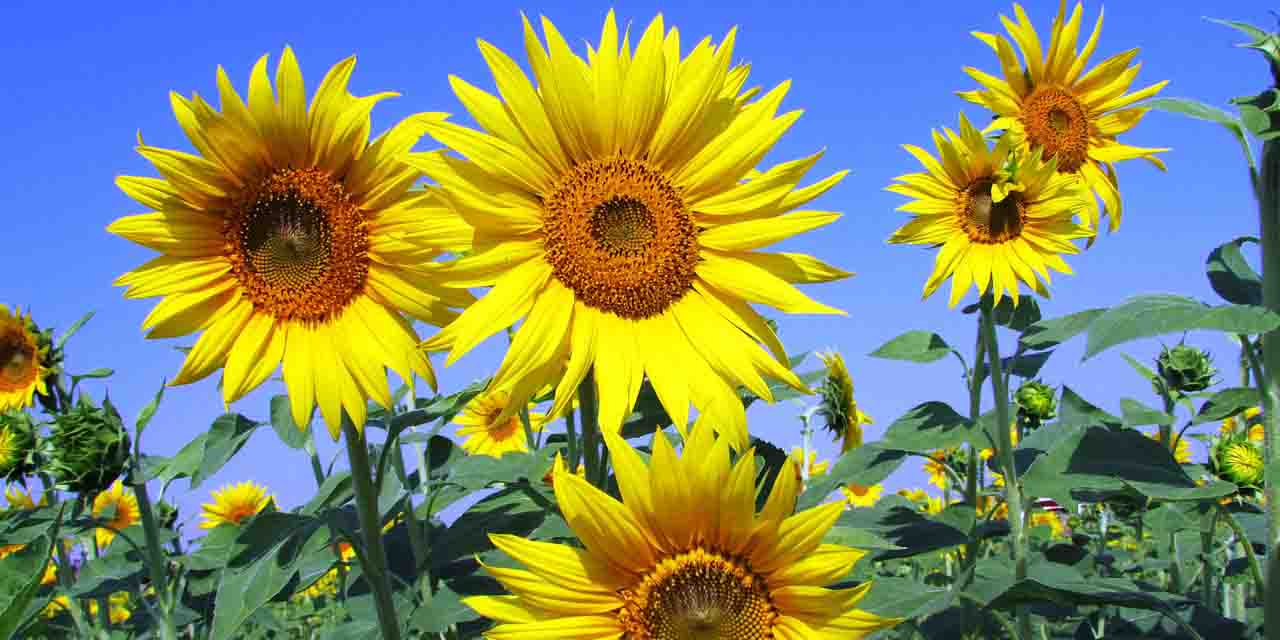 Słonecznik zwyczajny