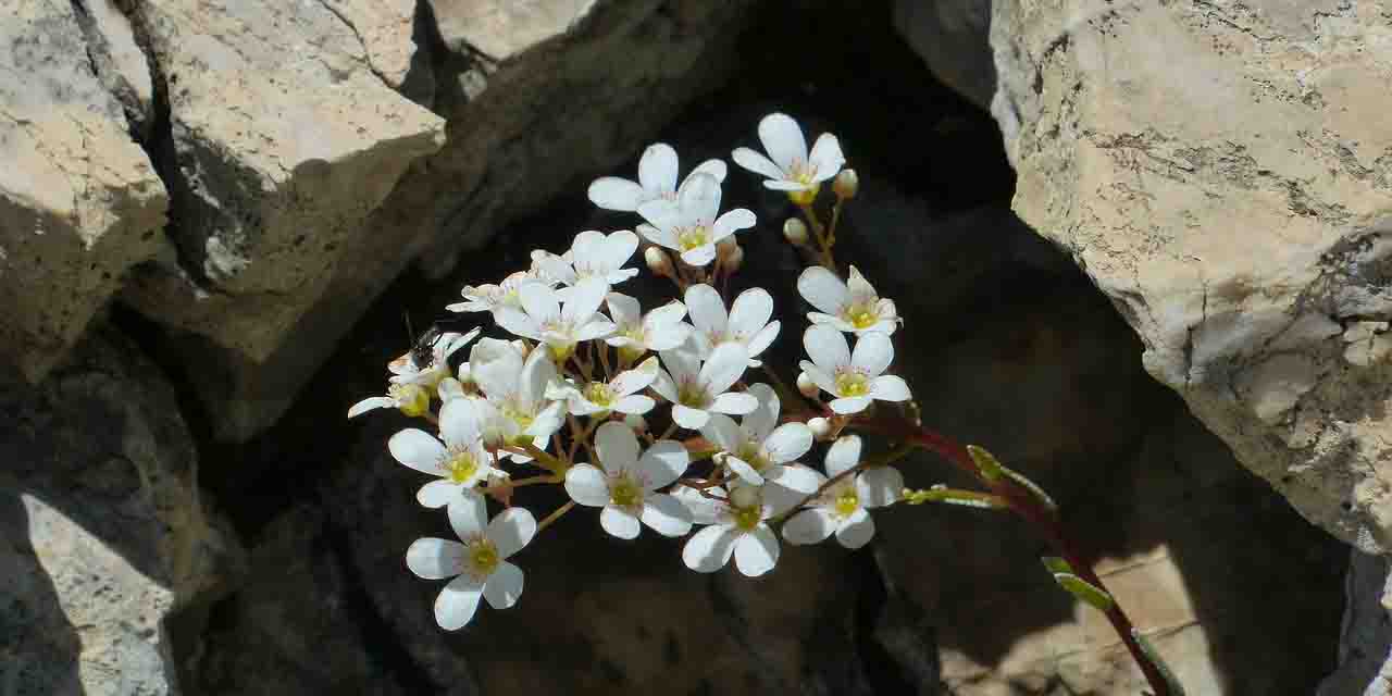 Warzucha lekarska