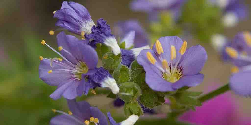 Wielosił błękitny