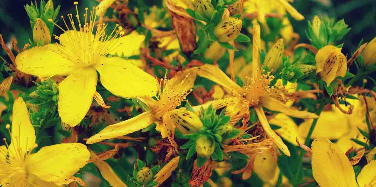 Dziurawiec skrzydełkowaty