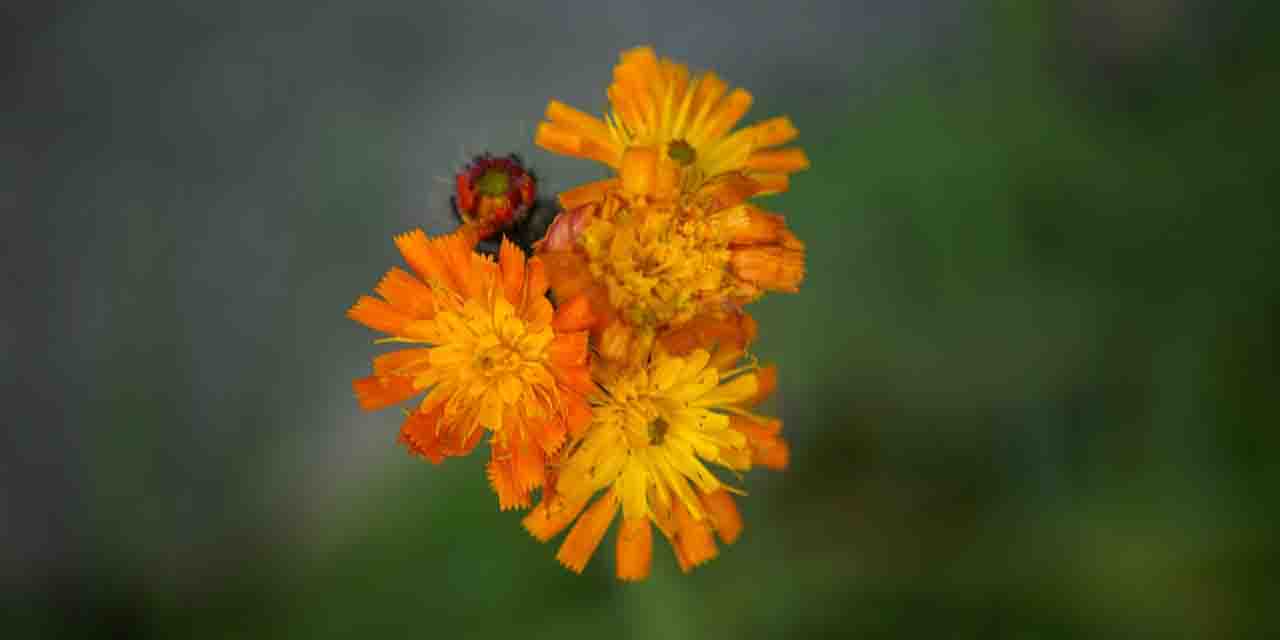 Jastrzębiec kosmaczek