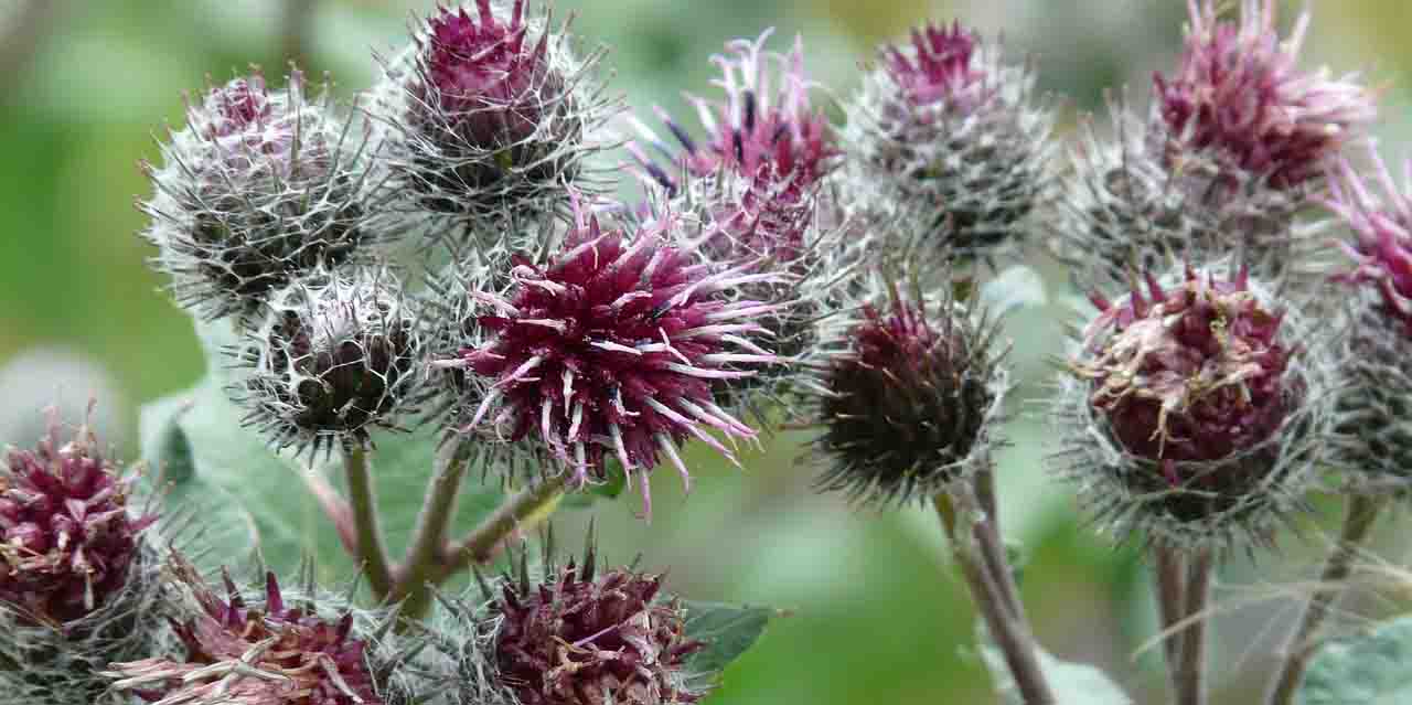 Łopian pajęczynowaty