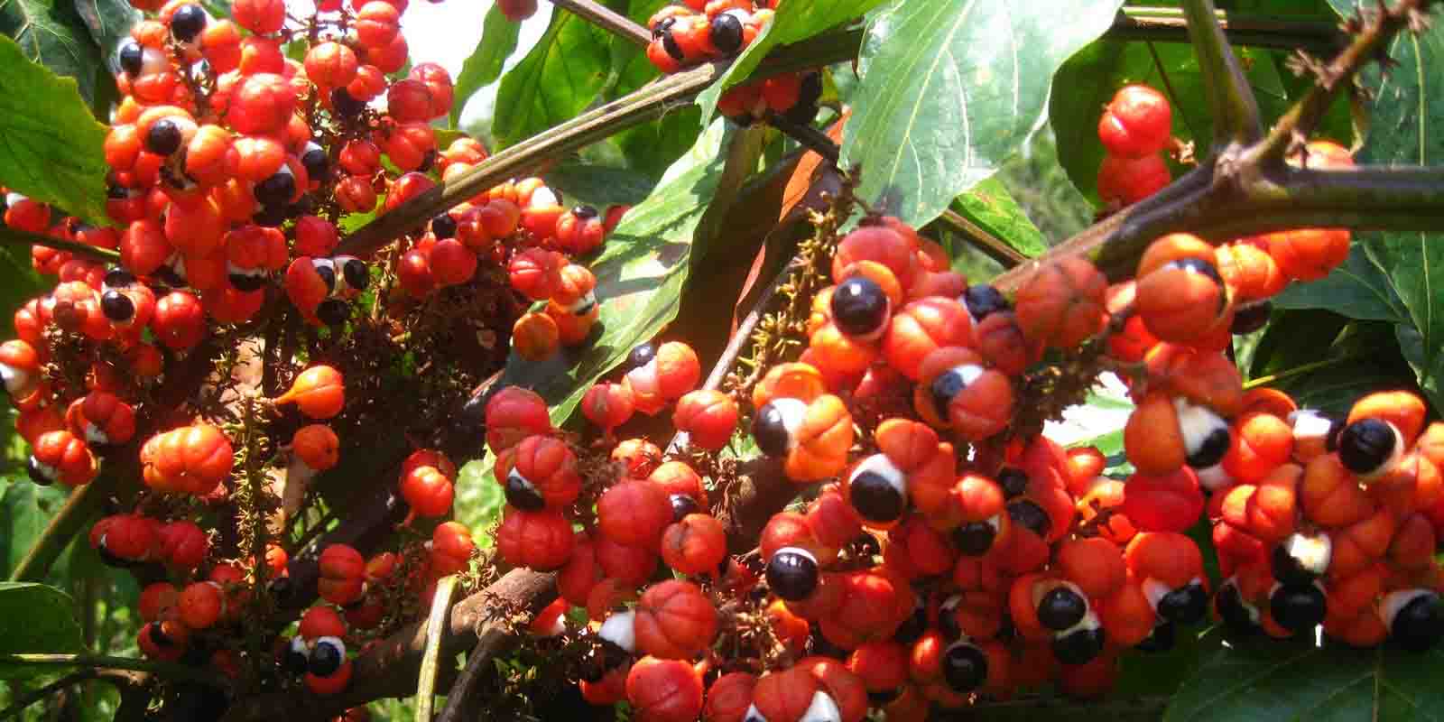 Paulinia guarana