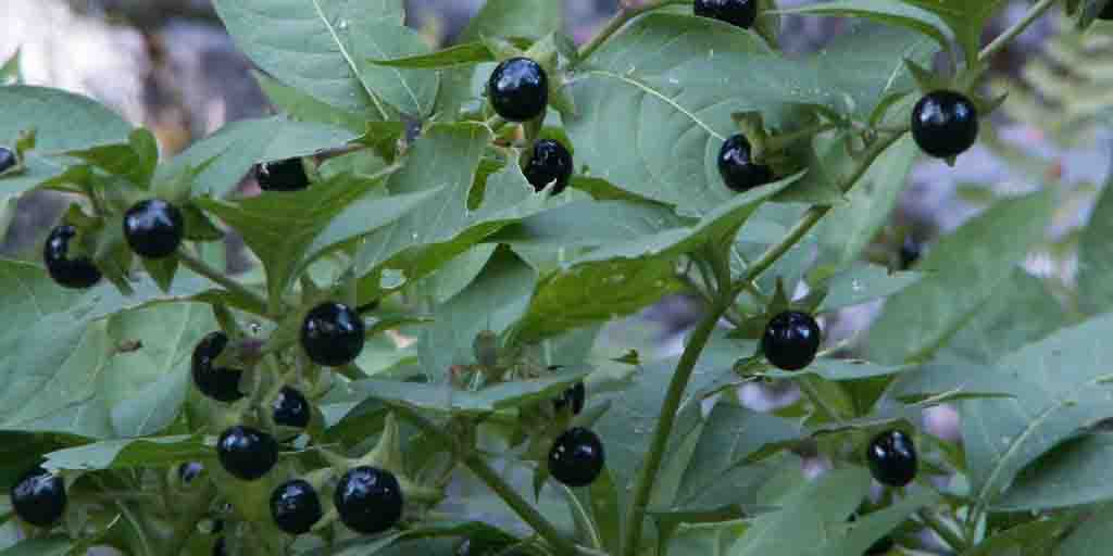 Pokrzyk wilcza jagoda