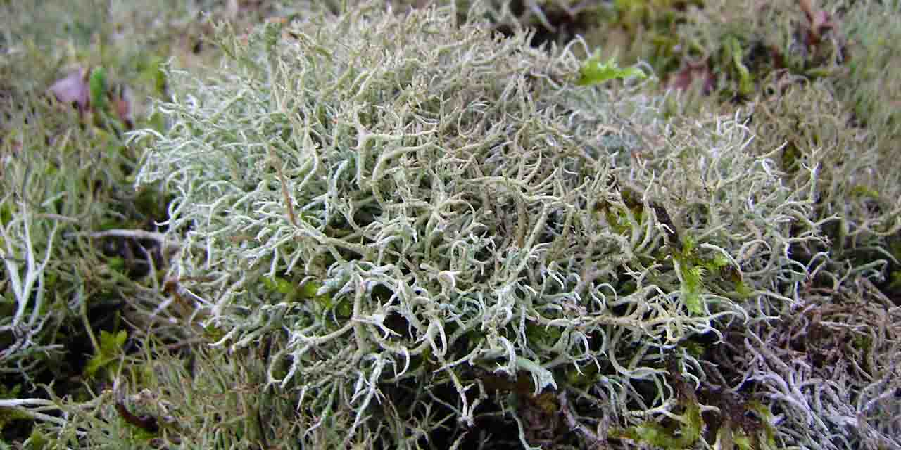 Tarczownica islandzka