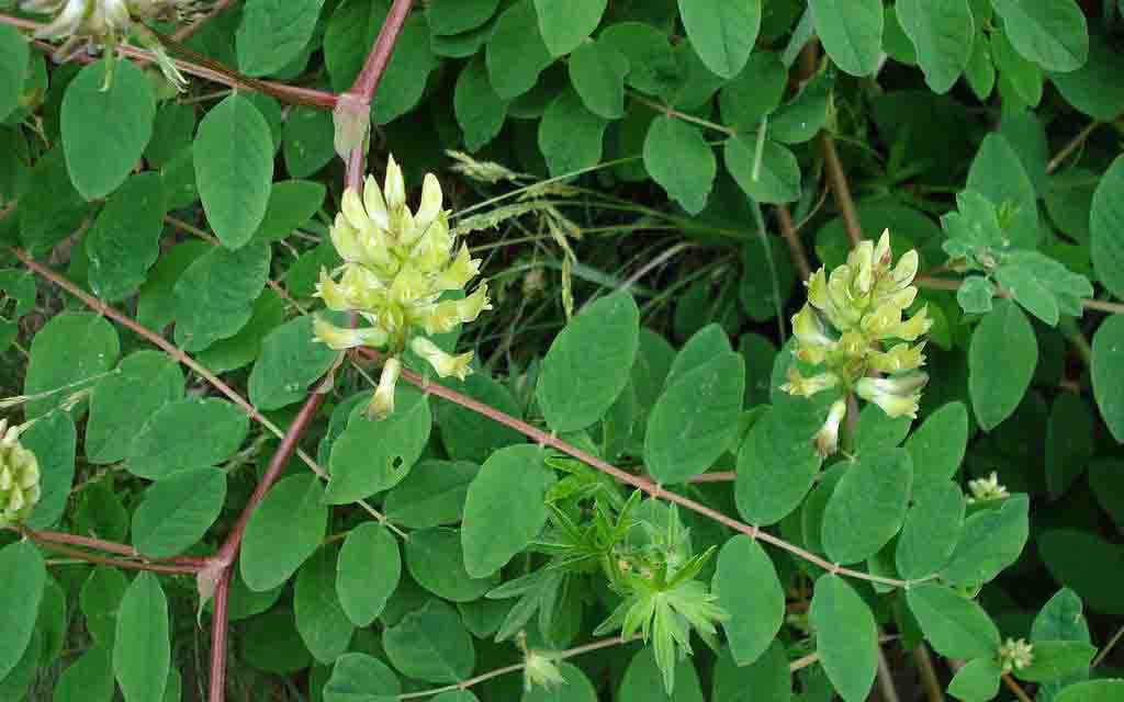 Traganek szerokolistny